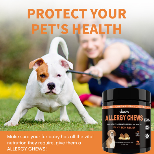 Dog Skin and Coat Support Chews – Omega 3 & Salmon Oil for Healthy Coat | Vitabia UK