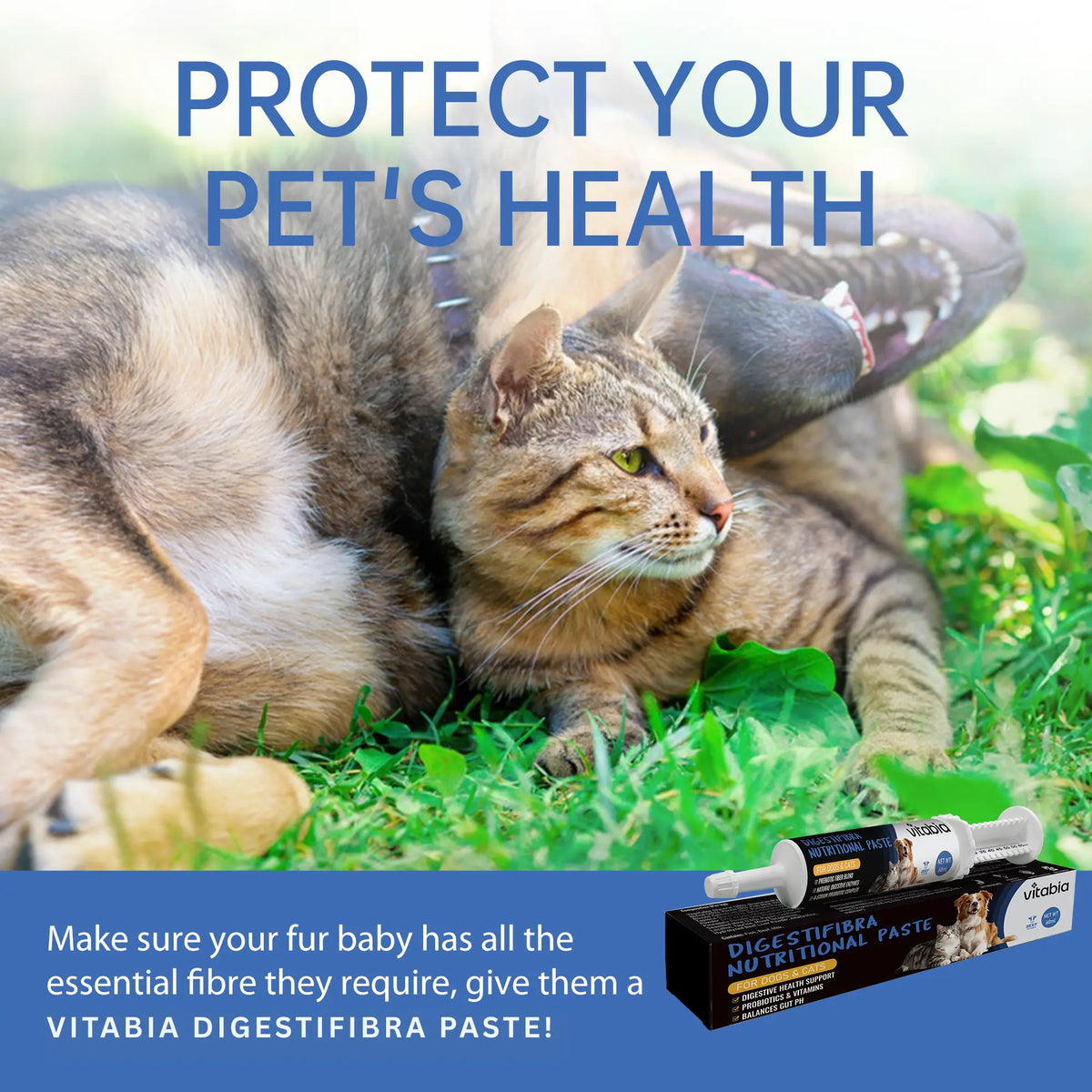 Probiotic Paste for Dogs and Cats – Digestive & Gut Support | Vitabia UK