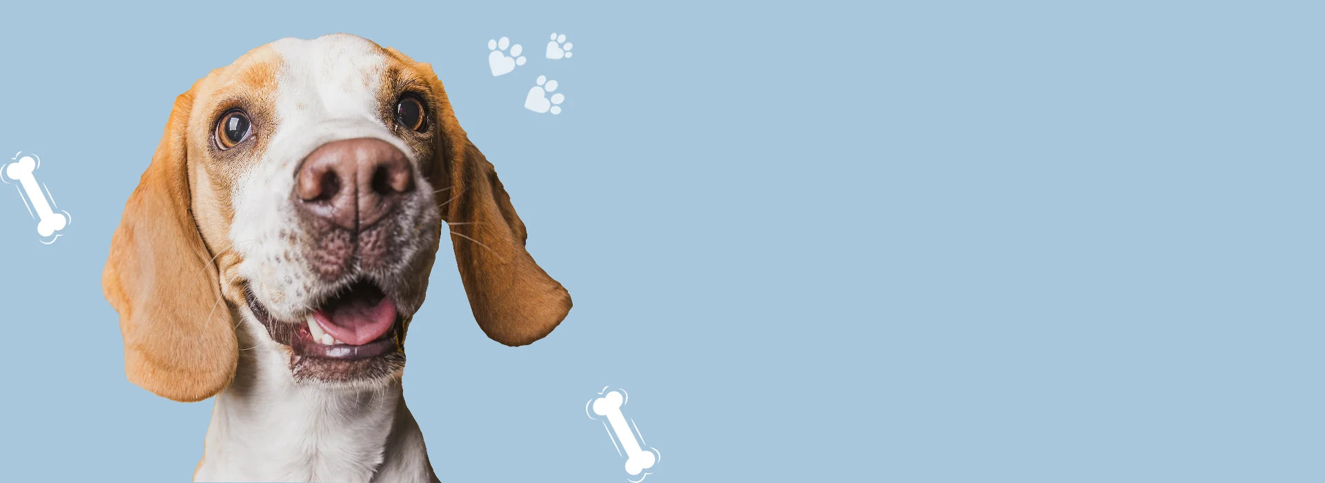 Support Your Pet's Health Every Day banner with Beagle dog on light blue background | Vitabia UK